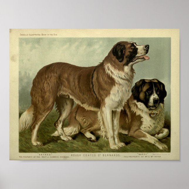 Vintage St Bernard Hundar Illustration Poster (Framsidan)