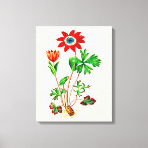 Vintage Star Anemone Canvastryck