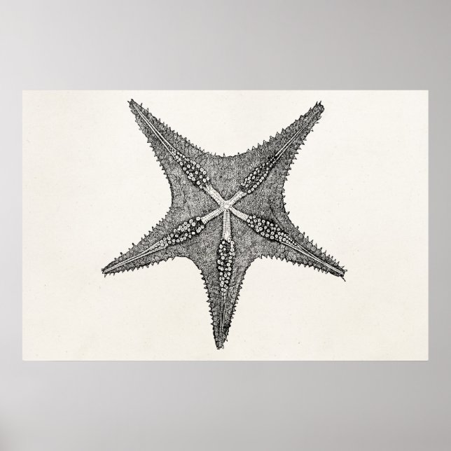 Vintage Starfish Antique Star Fish Template Poster (Framsidan)