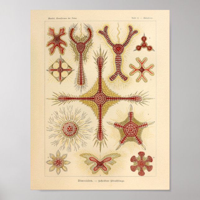 Vintage Starfish Ernst Haeckel Print Sea Life Poster (Framsidan)