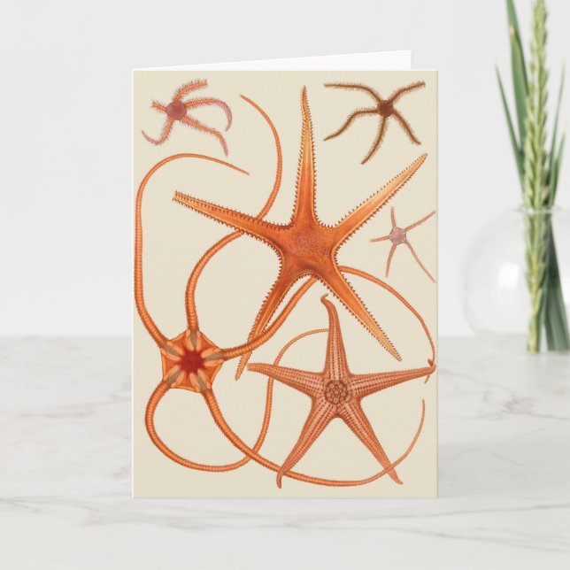 Vintage Starfish Illustration Kort (Framsida)