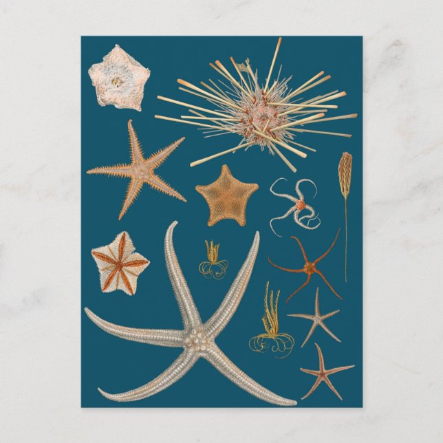 Vintage Starfish Vykort (Framsida)