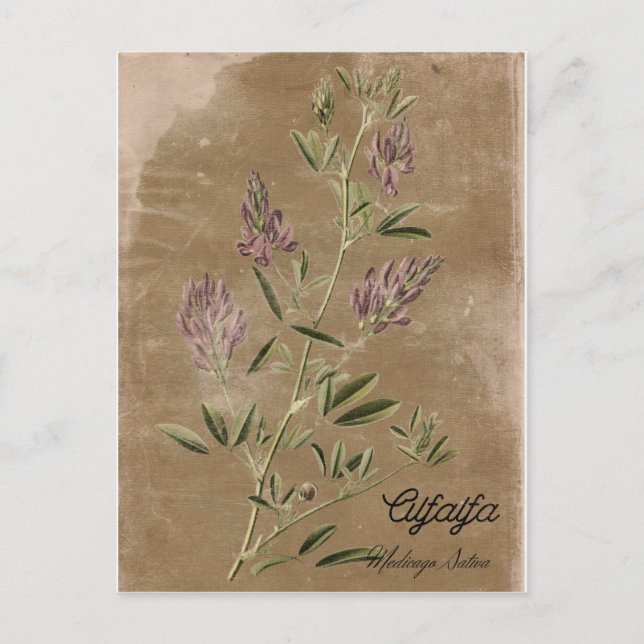Vintage Stil Alfalfa Plant Vykort (Framsida)