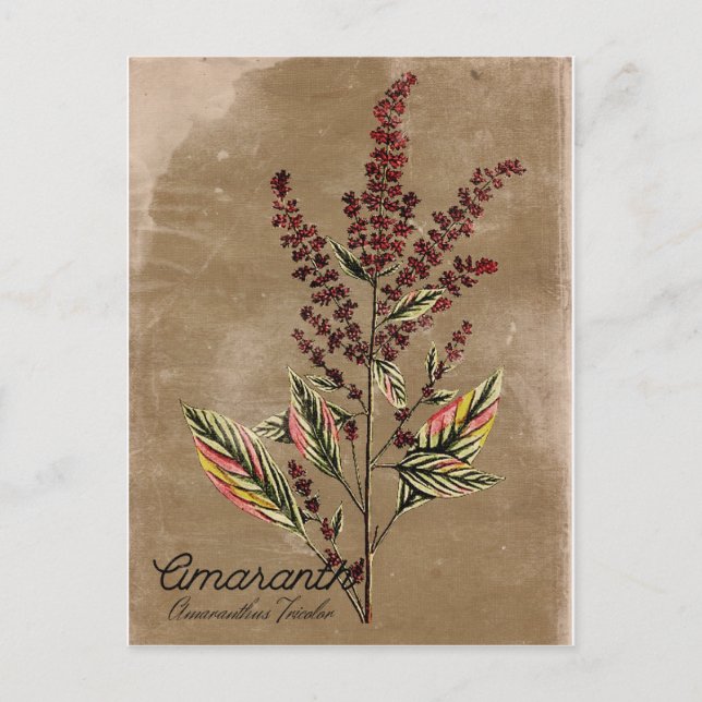 Vintage Stil Amaranth Plant Vykort (Framsida)