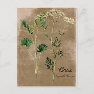 Vintage Stil Anise Herb Vykort