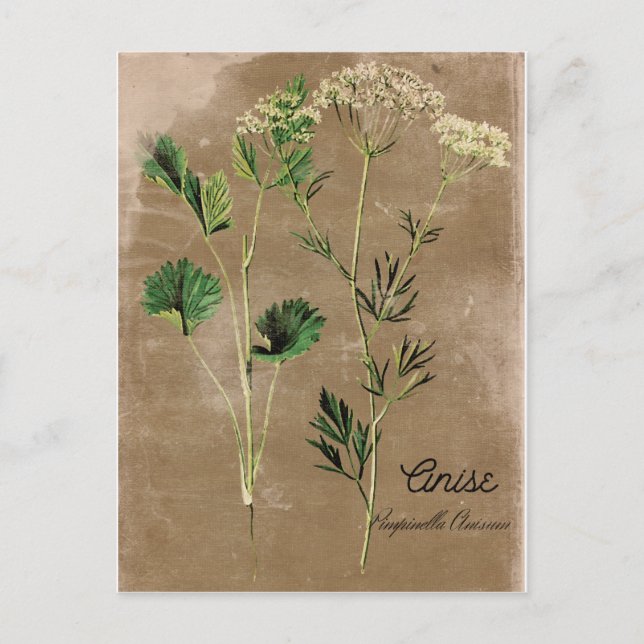 Vintage Stil Anise Herb Vykort (Framsida)