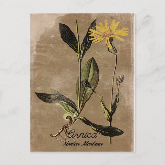 Vintage Stil Arnica Flower Vykort (Framsida)