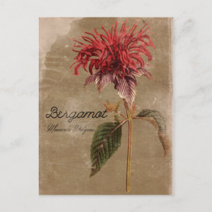 Vintage Stil Bergamot Plant Flower Vykort