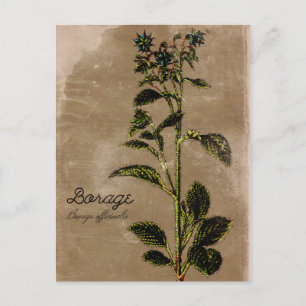 Vintage Stil Borage Herb Vykort