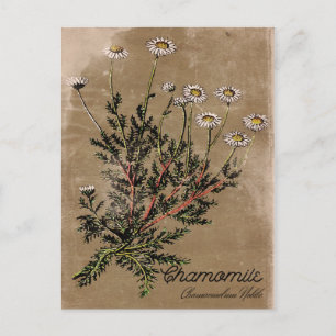 Vintage Stil Chamomile Flower vycard Vykort