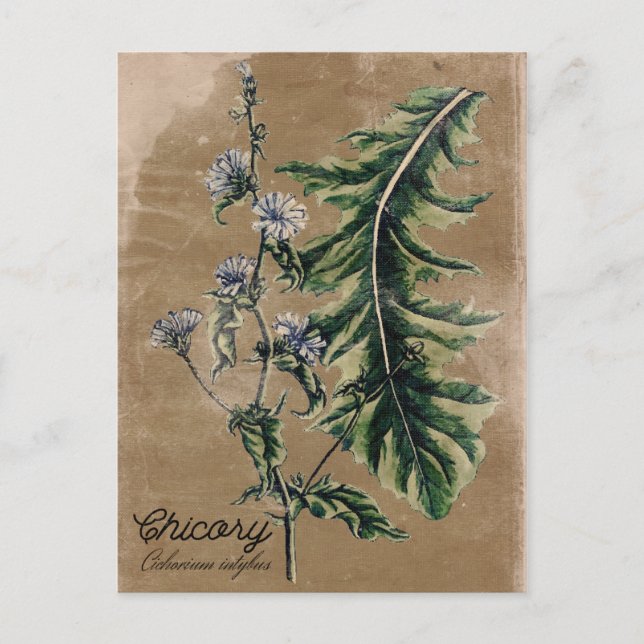 Vintage Stil Ciciory Herb vykort (Framsida)