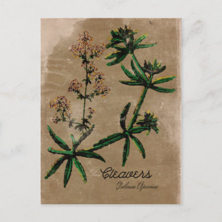 Vintage Stil Cleavers Herb-vykort Vykort