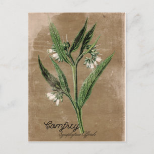 Vintage Stil Comfrey vykort