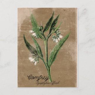 Vintage Stil Comfrey vykort