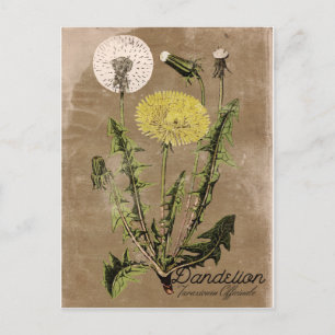 Vintage Stil Dandelion-vykort Vykort