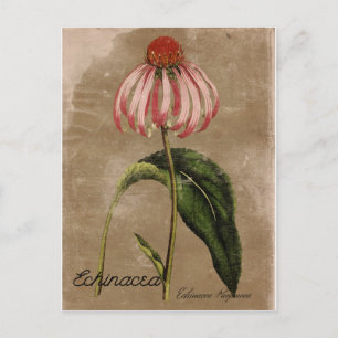 Vintage Stil Echinacea-vykort Vykort
