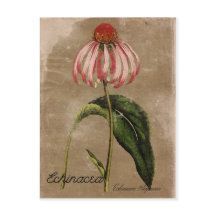 Vintage Stil Echinacea-vykort