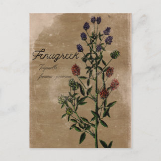 Vintage Stil Fenugreek Herb vykort
