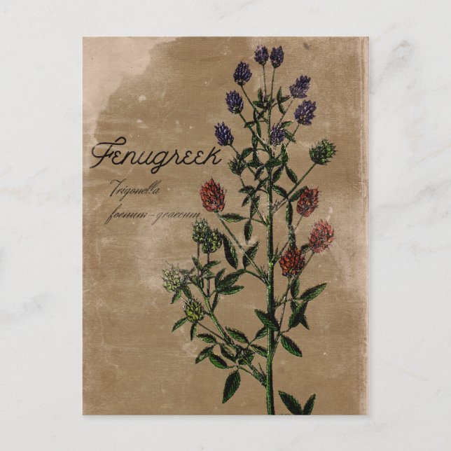 Vintage Stil Fenugreek Herb vykort (Framsida)
