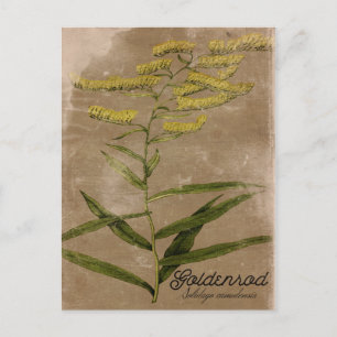 Vintage Stil Goldenrod Flower vycard Vykort