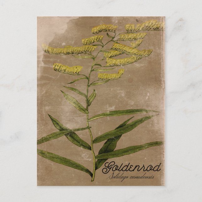 Vintage Stil Goldenrod Flower vycard Vykort (Framsida)