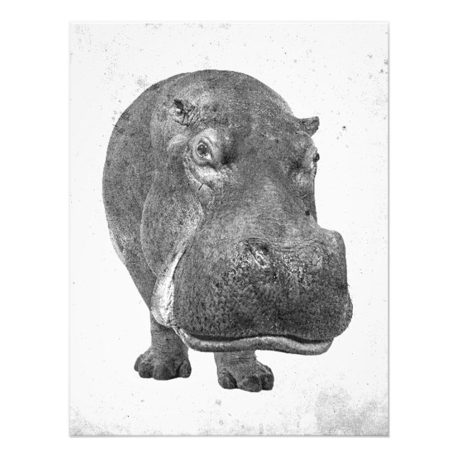 Vintage Stil Hippopotamus Poster/skriver ut! Fototryck (Framsidan)