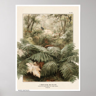 VINTAGE STIL ILLUSTRATION AV NYA ZEALANDS SKOG POSTER
