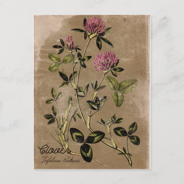 Vintage Stil Klöver Postkort Vykort (Framsida)