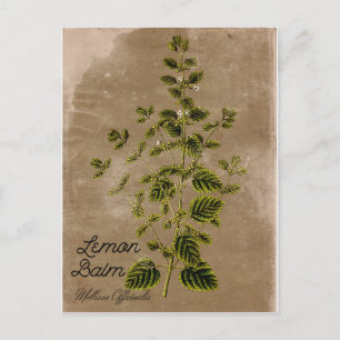 Vintage Stil Lemon Balm-vykort Vykort