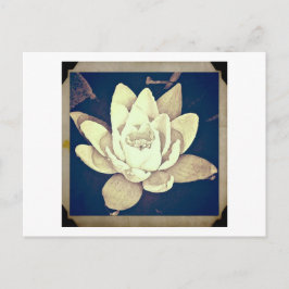 VINTAGE STIL LOTUS "PHOTOGRAPH" POSTCARD VYKORT