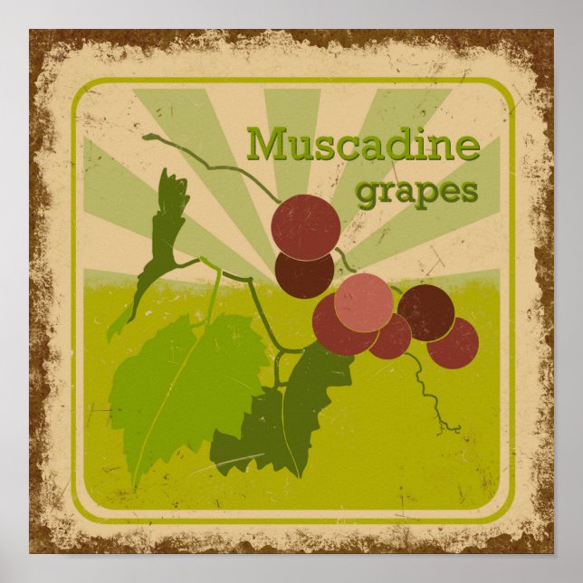 Vintage-stil poster muscadindruvor (Framsidan)