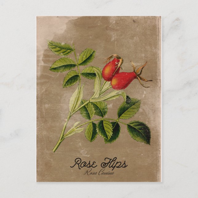 Vintage Stil Rosehips-vykort Vykort (Framsida)