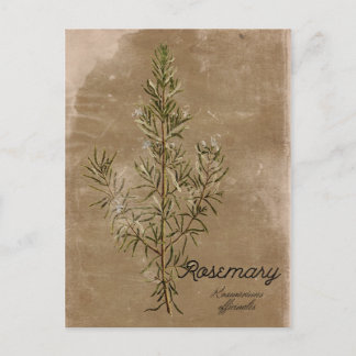 Vintage Stil Rosemary Herb vykort