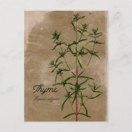 Vintage Stil Thyme Herb vykort