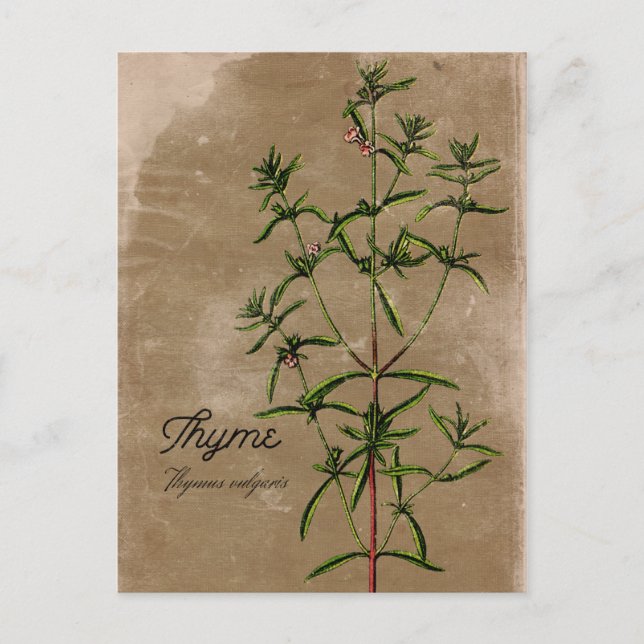 Vintage Stil Thyme Herb vykort (Framsida)