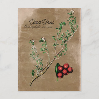 Vintage Stil Uva Ursi Plant Postcard Vykort