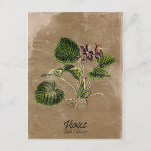 Vintage Stil Violet Postcard Vykort