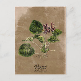 Vintage Stil Violet Postcard Vykort