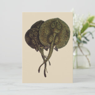 Vintage Sting Rays Stingray, Marine Life Animals