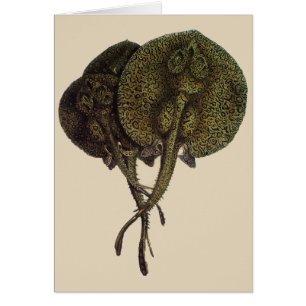 Vintage Sting Rays Stingray, Marine Life Animals Hälsningskort