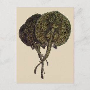 Vintage Sting Rays Stingray, Marine Life Animals Vykort