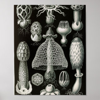 Vintage Stinkhorn-svamp Vetenskaplig Illustration Poster