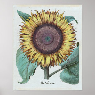 Vintage Stor solros (Flos Solis Maior) Poster