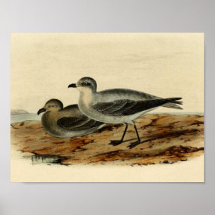 Vintage Storm Petrel Bird Poster