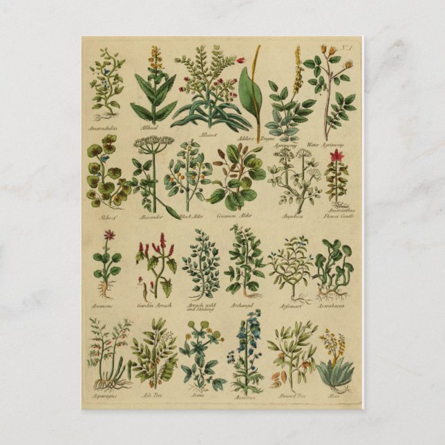 Vintage: Stort vykort - 1 (Framsida)