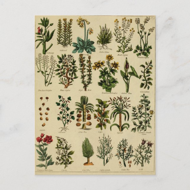 Vintage: Stort vykort - 5 (Framsida)