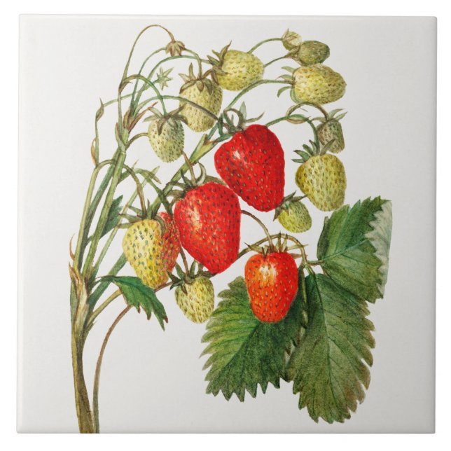 Vintage Strawberry Gren Kakelplatta (Framsidan)