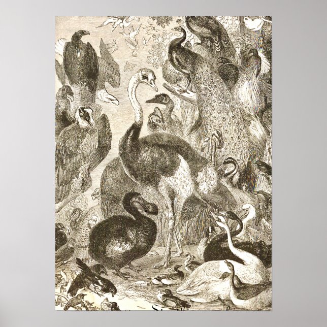 Vintage Strutsillustration Struthio camelus Poster (Framsidan)