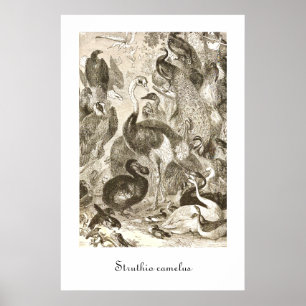 Vintage Strutsillustration Struthio camelus Poster