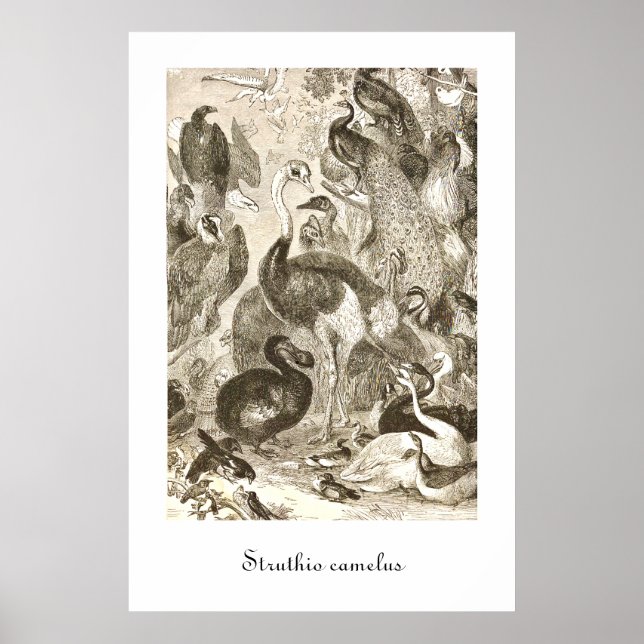 Vintage Strutsillustration Struthio camelus Poster (Framsidan)